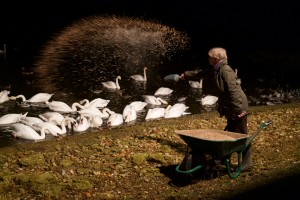 Dafila feeding the swans by Adam Finch