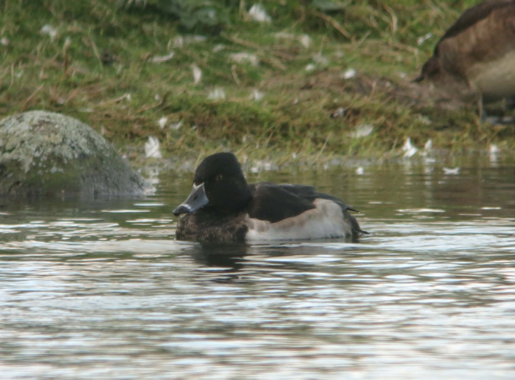 The drake Ring-necked Duck from earlier in the winter, looking a bit shabby. Photo by Senior Warden Joe Bilous