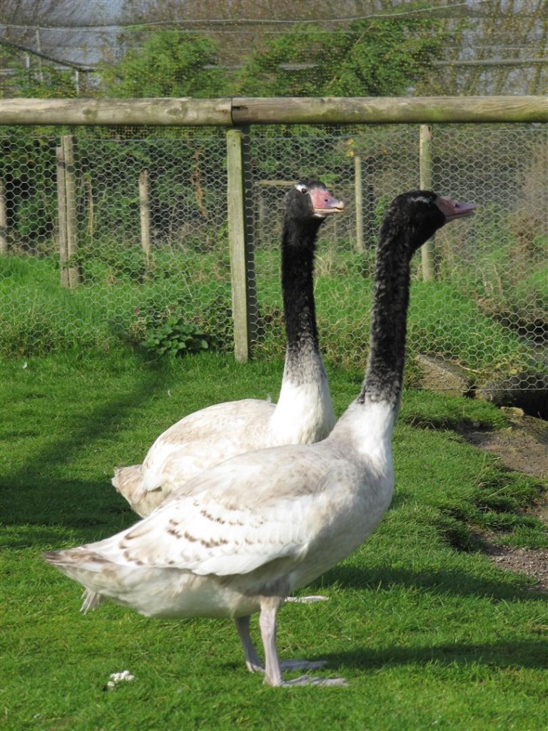 The baby Black-necked swans are going from strength to strength!