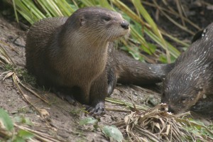 North American River Otter at Slimbridge by Nick Cottrell