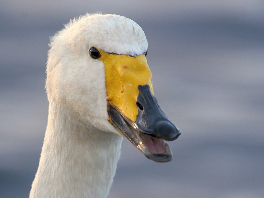 Whooper Swan the numbers of which are low due to mild conditions (photo: T. Disley)