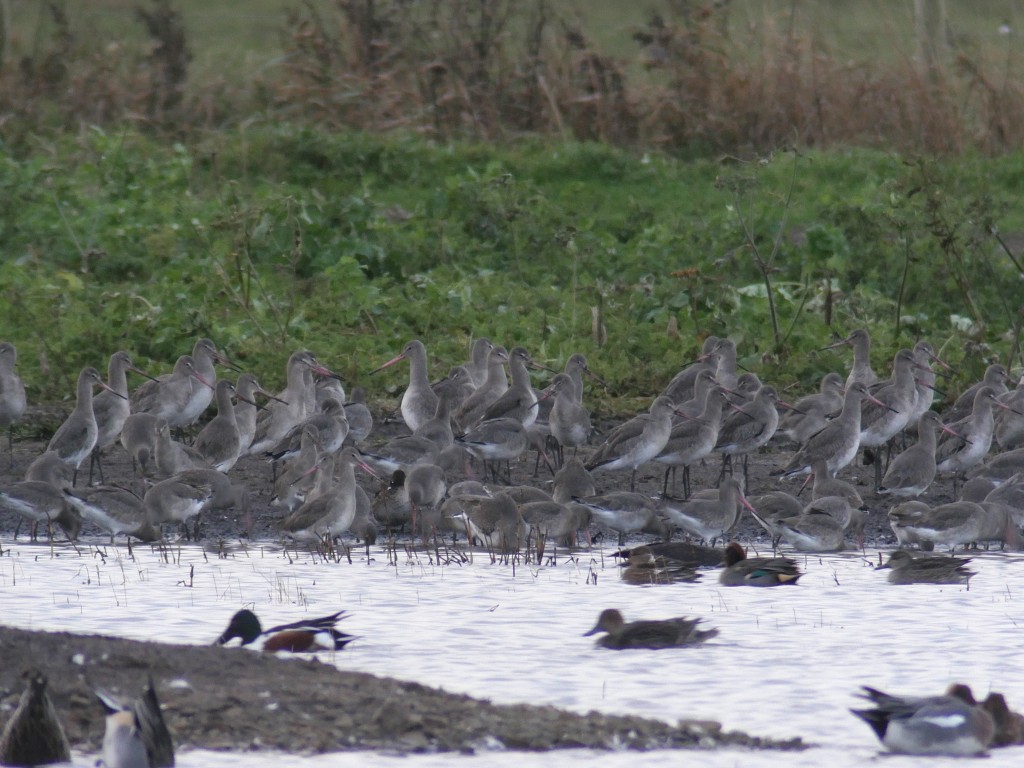 Black-tailed Godwits, part of a flock of c600 birds (photo: T. Disley)