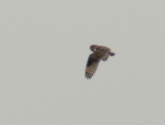 Short-eared Owl record shot distantly (video grab: T. Disley)