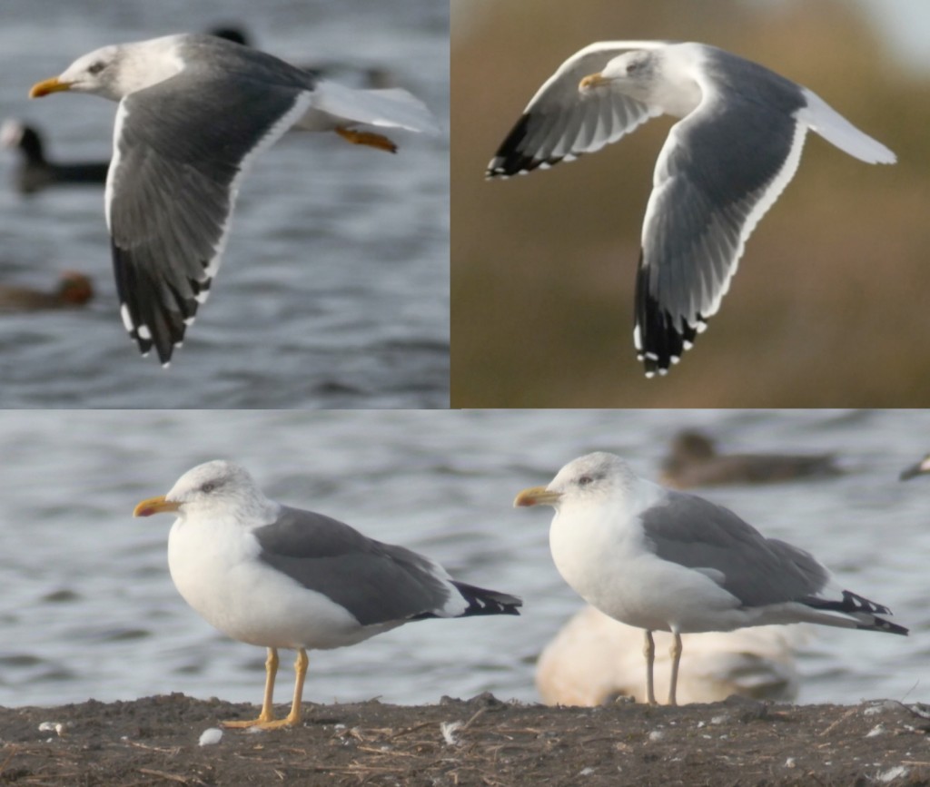 Presumed hybrid Gull which bears a close resemblance to a Yellow-legged Gull (video grabs: T. Disley)