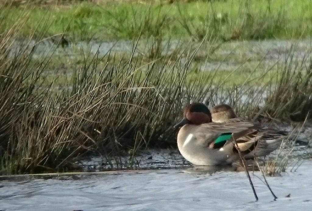 Drake Green-winged Teal