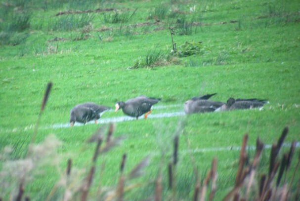 Greenland White-fronts - picture by Ash Baines