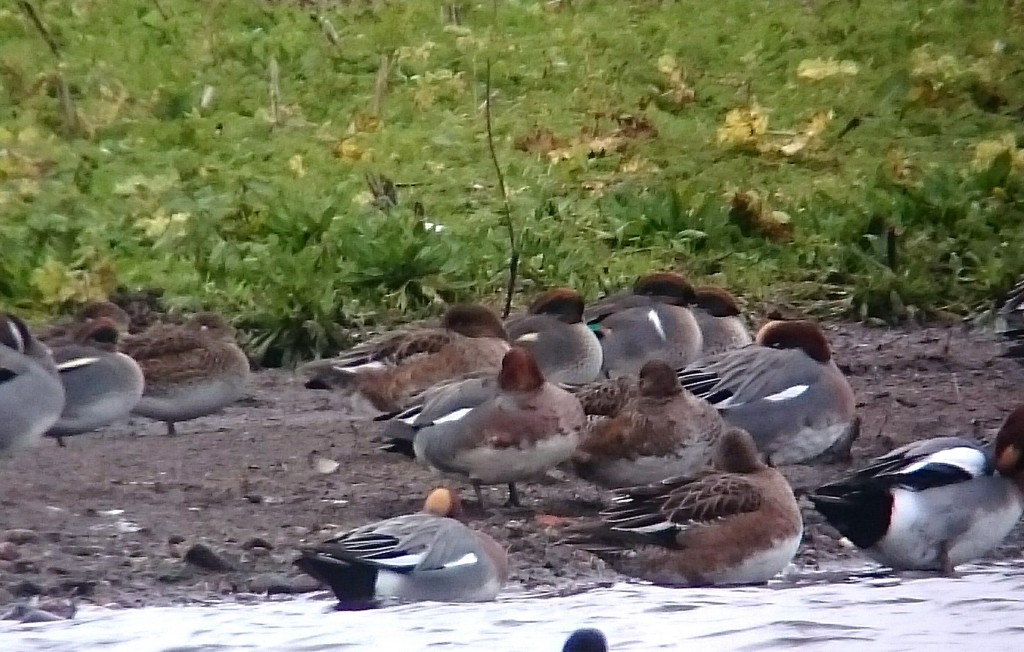 Spot the Green-winged Teal..