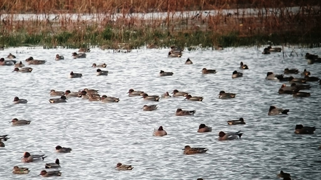 Click to enlarge then find the Green-winged Teal 