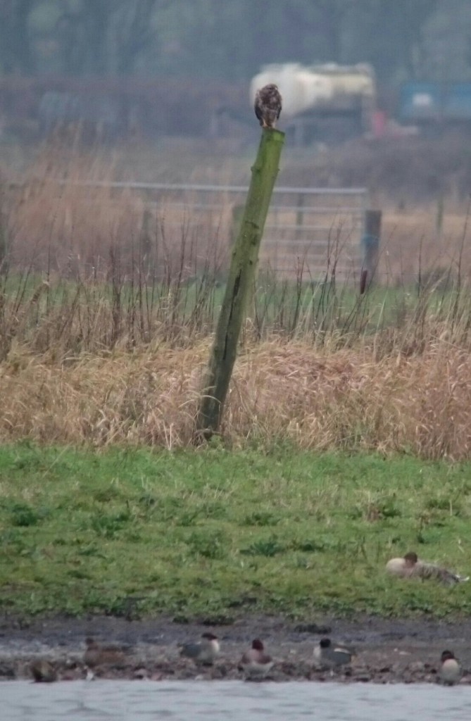 Distant Buzzard on the edge of the Mere