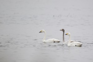 Bewick's swans family by David Featherbe