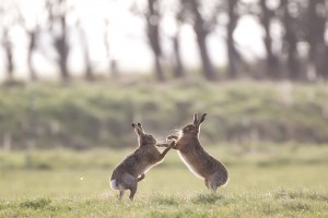 Hares boxing by David Featherbe