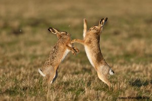 Hares boxing by Simon Stirrup