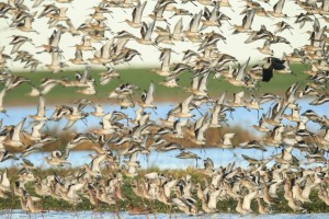 Black-tailed godwit flock by Nigel Cooke