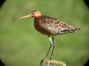 Black-tailed godwit ringed by Tomas Gunnarsson