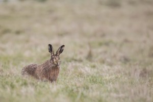 Hare by David Featherbe