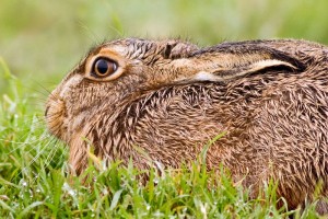 Hare by Julia Eyles
