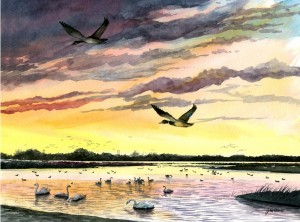 Mallard Sunset by John Abbott