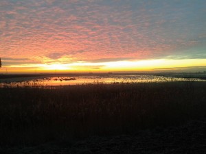Sunrise and swans on Lady Fen