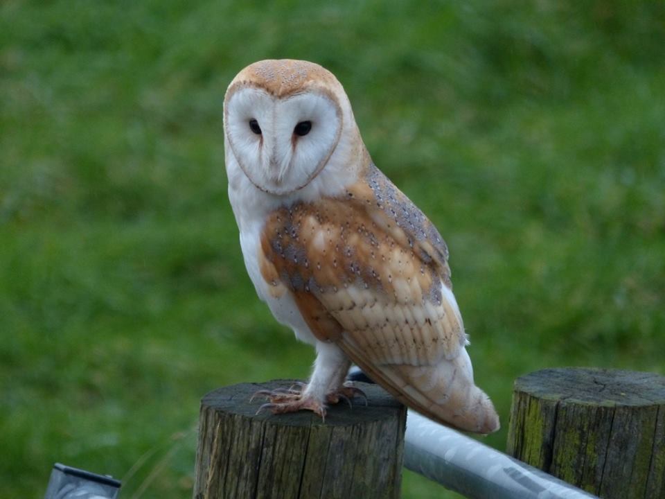 Barn owl showing well from the Ron Barker Hide (picture by Gordon Taylor)