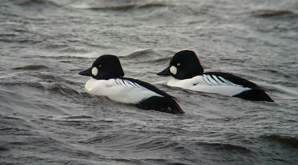 Goldeneye riding out the choppy conditions on the Mere