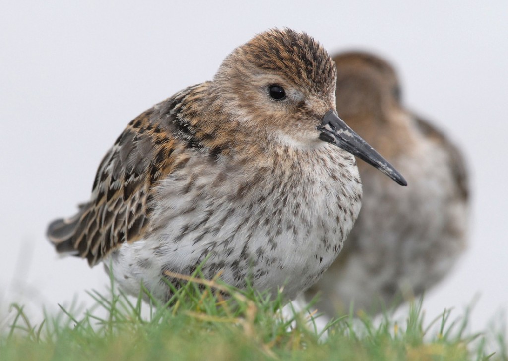 Dunlnin at Slimbridge by James Lees (Archive Picture)