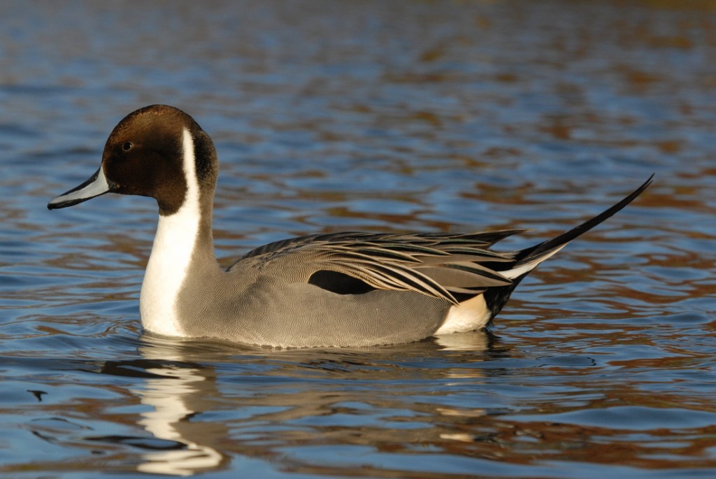 Northern Pintail at Slimbridge by James Lees