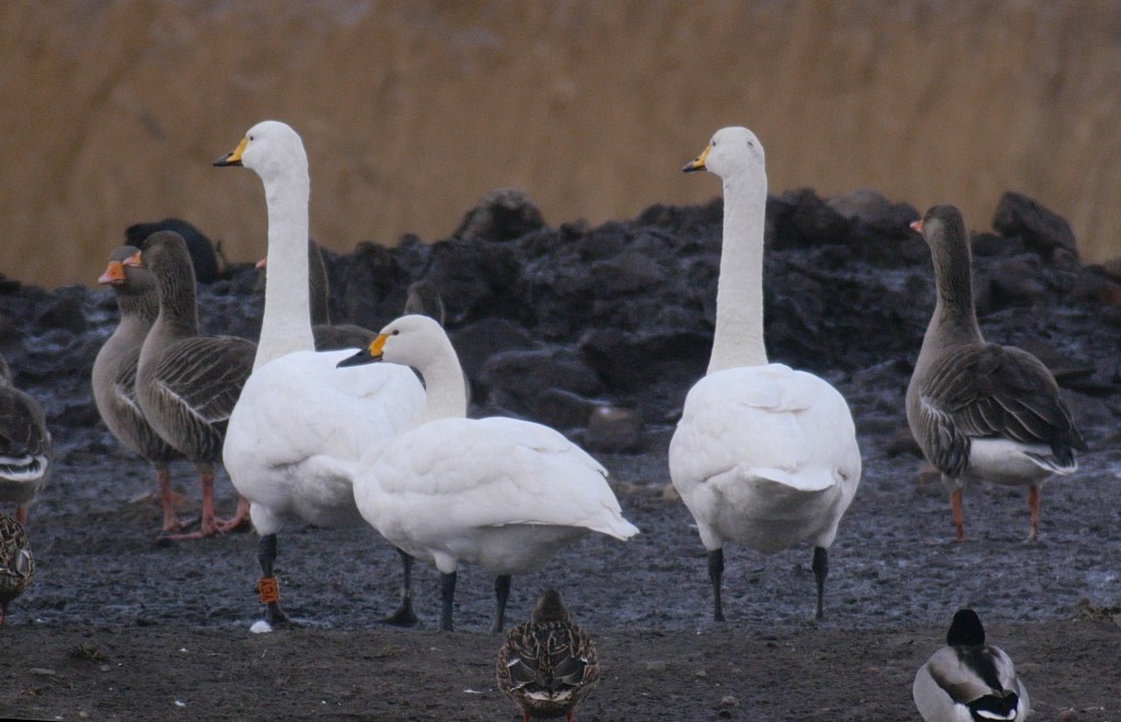 Bewick's Swan with Whooper Swans on Top Mere (photo: T. Disley)