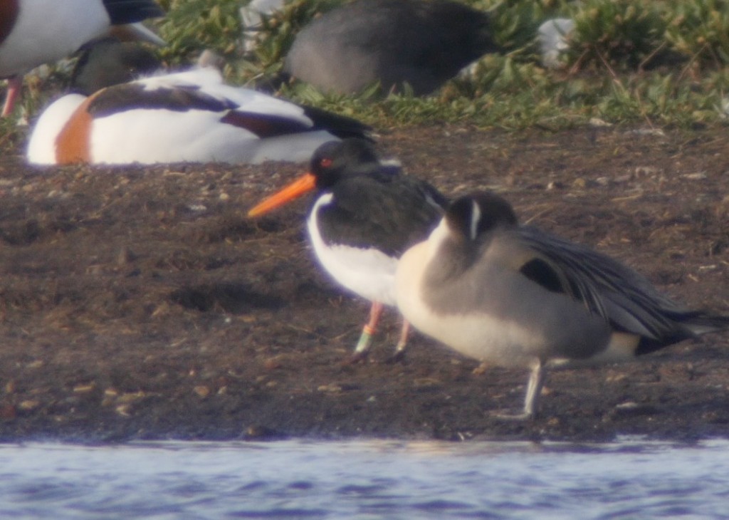 Welsh ringed Oystercatcher on the far side of the Mere (Videograb: T. Disley) 