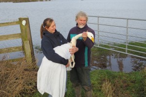 RSPCA and WWT staff with the whooper swan