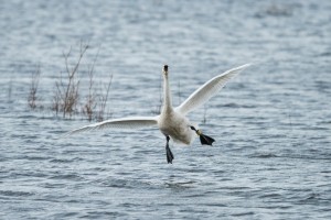 Whooper swan 79S coming in to land by David Owen