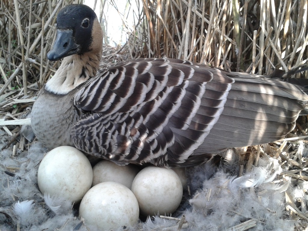 Nene revealing eggs on nest SL