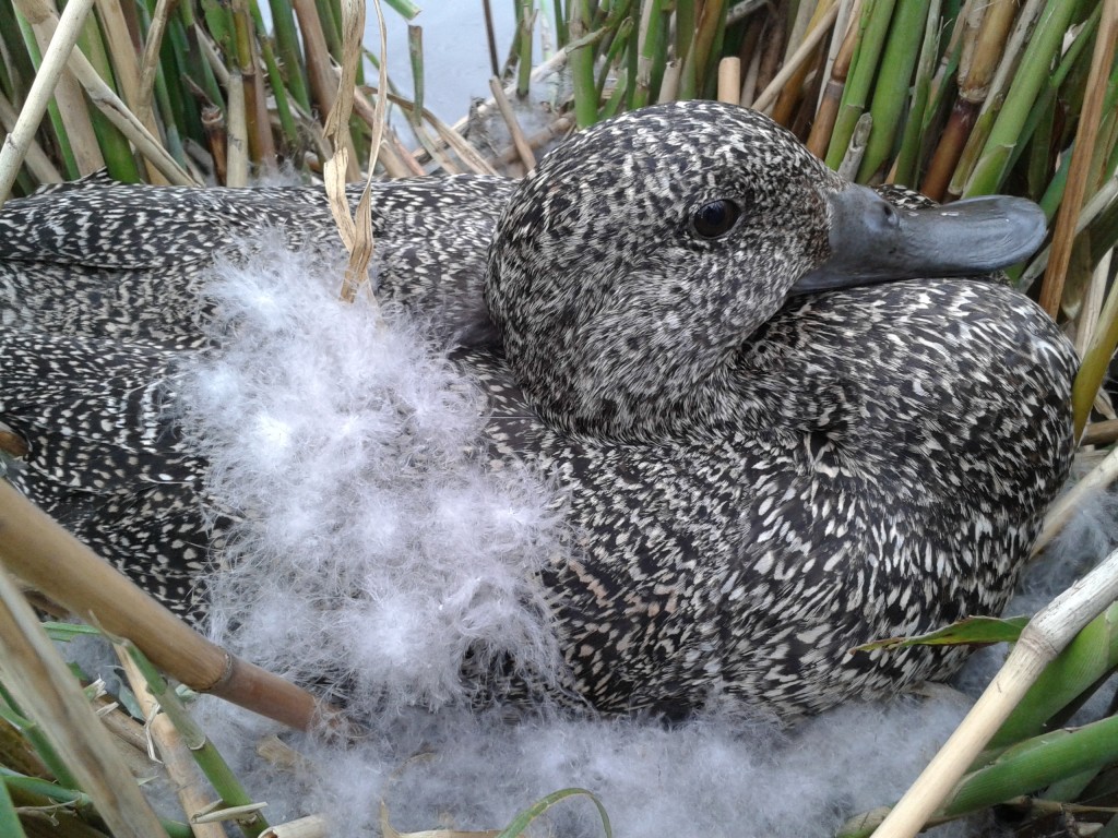 Freckled duck nest SL