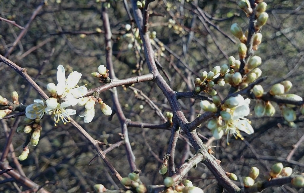 ...and Blackthorn in flower.