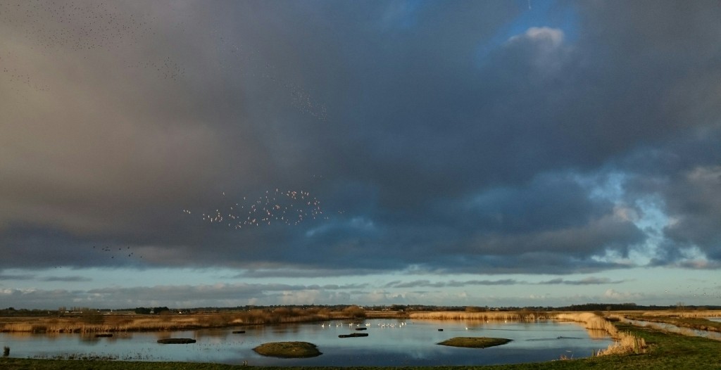 Lapwings and wildfowl in the air flushed by Peregrine