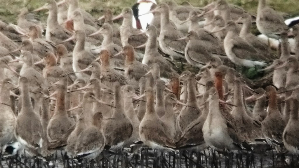 A few of the 500+ Black-tailed Godwit