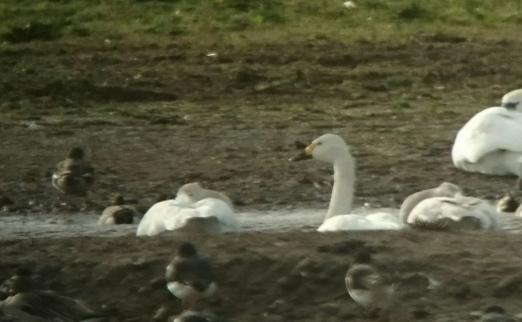 Bewick's Swan at the back of the Mere.