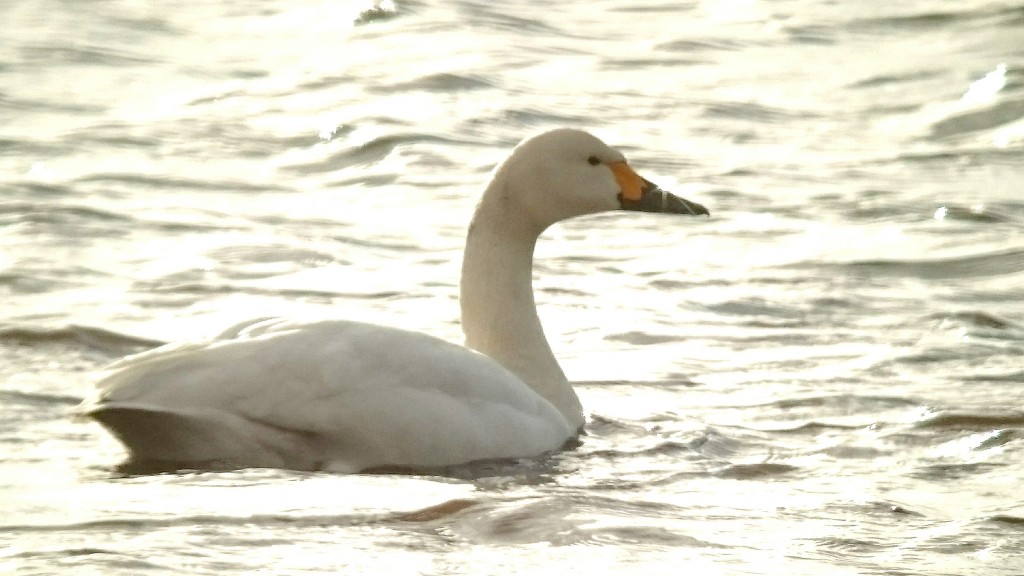 Bewick's Swan on the Mere.