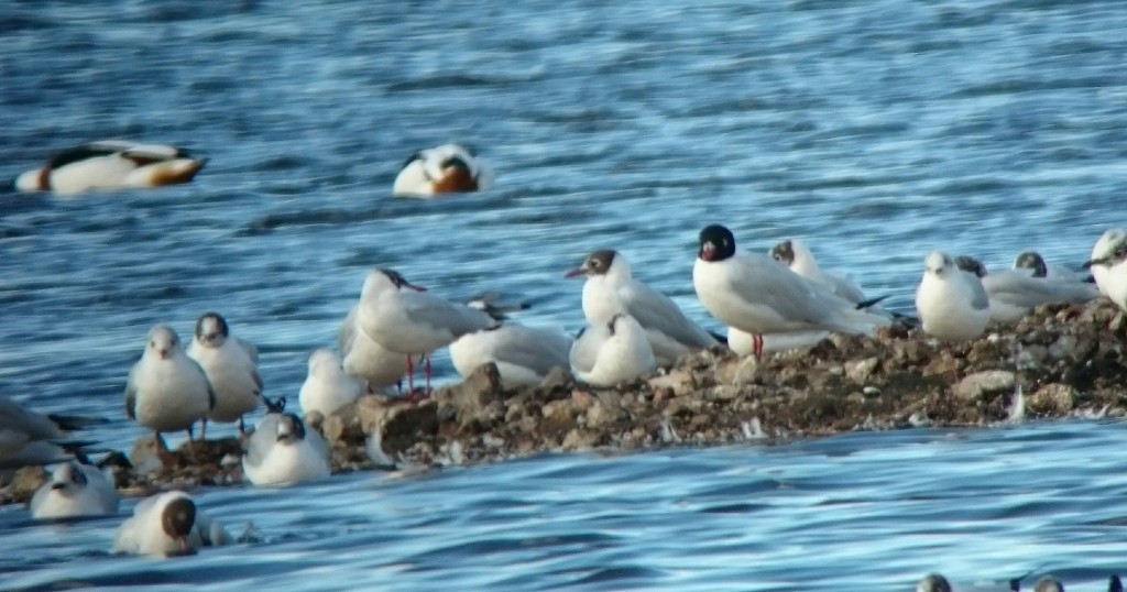 The jet black hood of this Adult breeding plumage Mediterranean Gull stands out.