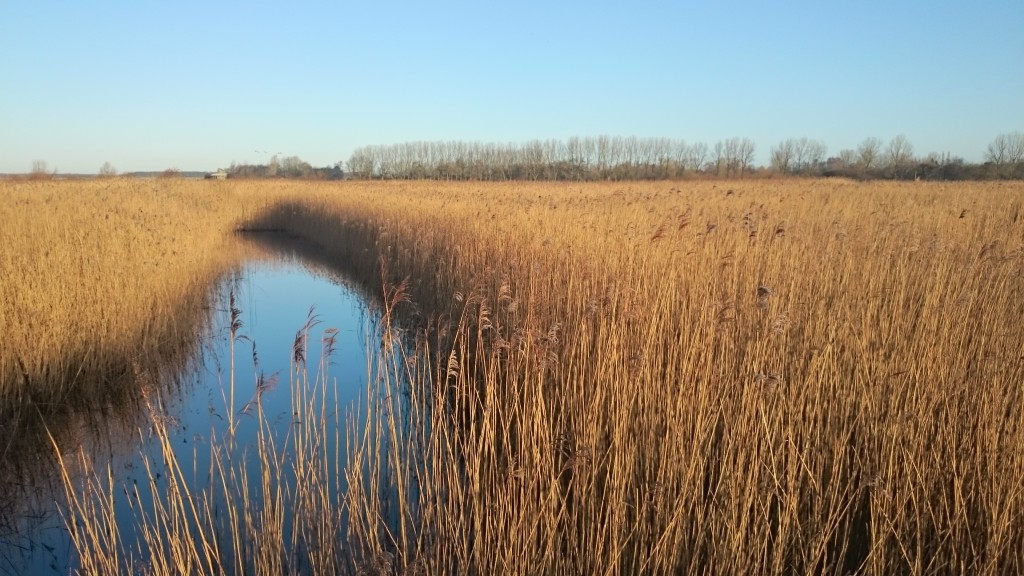 View from the first platform on the Reed Bed Walk