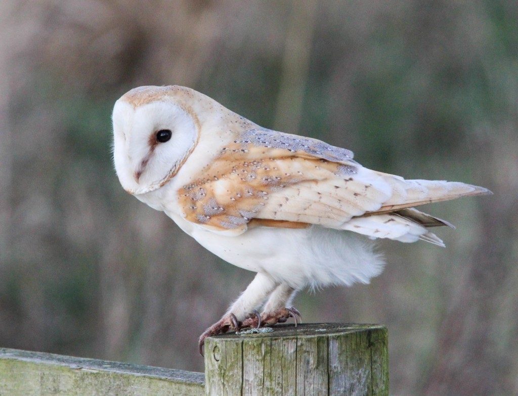 Barn Owl - Picture by Mike Jackson
