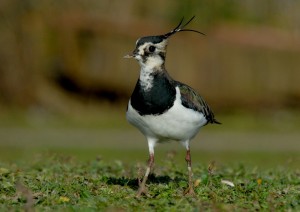 Lapwing at Slimbridge by James Lees (Archive Picture)