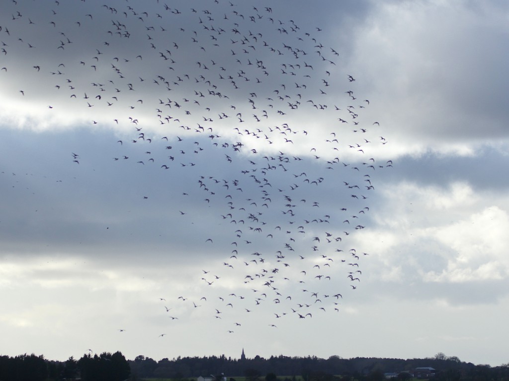 part of the spectacular flock of 827+ Black-tailed Godwit in flight over the Mere (photo: T. Disley)