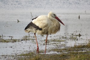 White stork by Emma Brand
