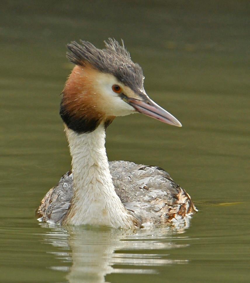 Great Crested Grebe at Arundel by Alec Pelling
