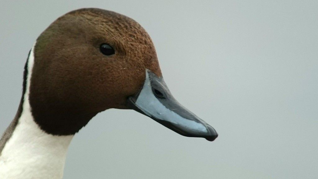 Pintail showing well from the in focus shop