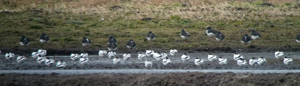 Some of the 41 Avocet now present.