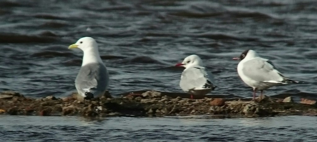 Adult breeding plumage Kittiwake with 2 Black-headed Gulls