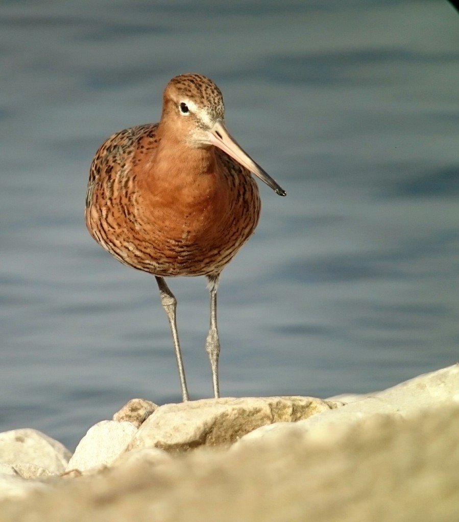 Black-tailed Godwit 'phone-scoped' from in focus