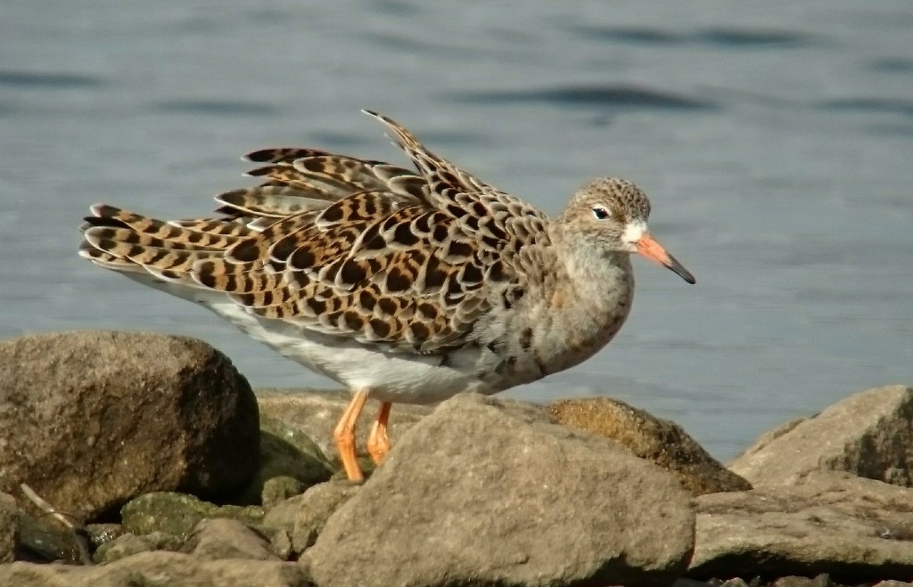 Ruff in front of the Discovery Hide. This bird is developing into breeding plumage although still missing it's 'ruff'