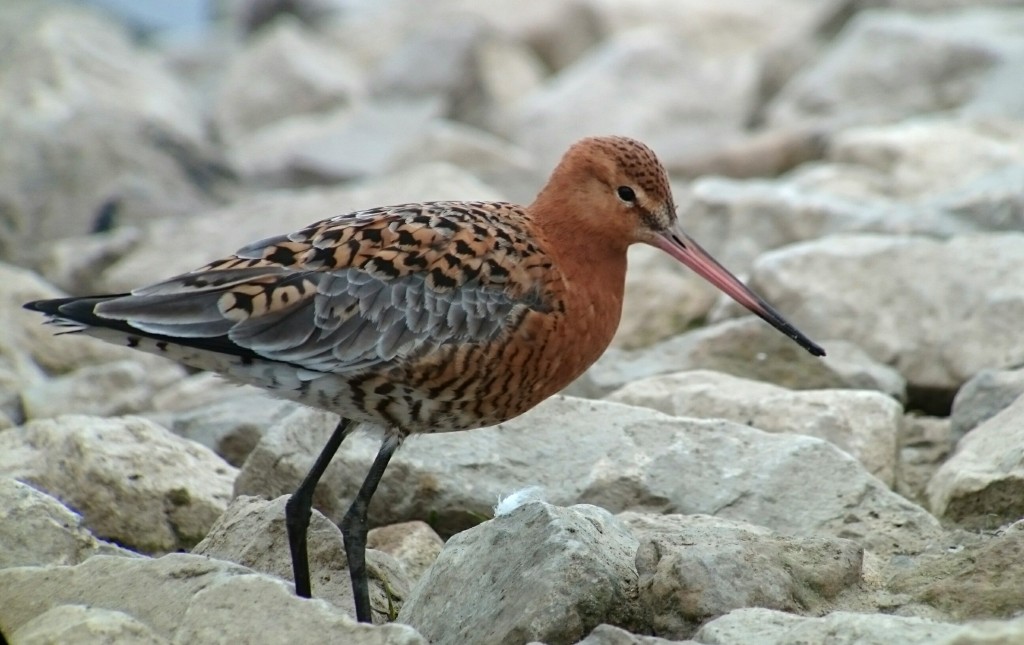 Black-tailed Godwit are difficult to beat in the wader stakes
